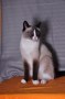 Maja (4)